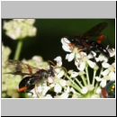 Phaenolobus terebrator - Schlupfwespe m01c 13mm - Sandgrube Niedringhaussee det06.jpg